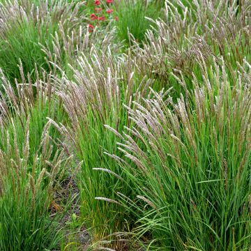 Melica ciliata - Melica barbata