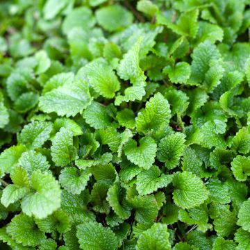 Melissa officinalis Bio (semi) - Melissa vera