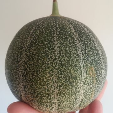 Melone Petit gris de Rennes (piante innestate)