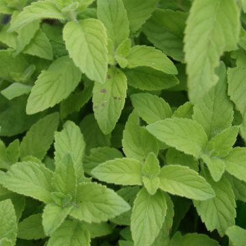 Mentha arvensis Banana Bio - Menta campestre