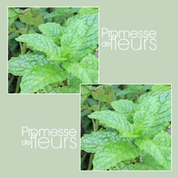 Mentastro verde Russo Bio