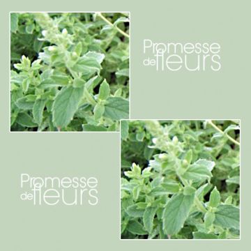 Mentha tomentosa Bio - Menta