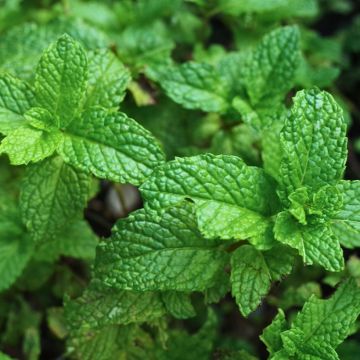 Mentha espagnole Bio - Menta