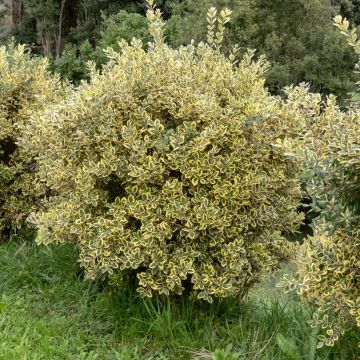 Metrosideros excelsa Aurea - Albero di Natale della Nuova Zelanda