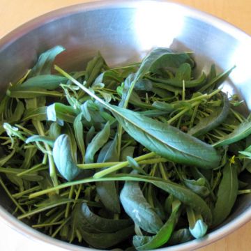 Cavolo cinese narinosa