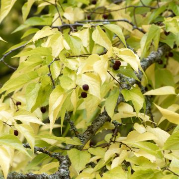 Celtis occidentalis - Bagolaro occidentale
