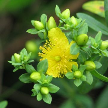 Hypericum kalmianum Cobalt-n-Gold - Iperico