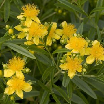 Hypericum kalmianum Sunny Boulevard - Iperico