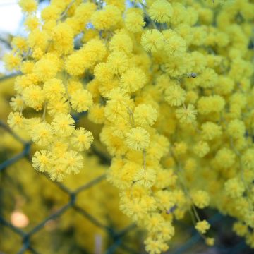 Acacia Clair De Lune - Mimosa