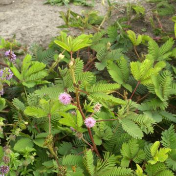 Mimosa pudica - Sensitiva