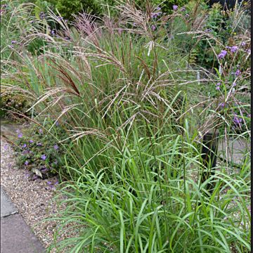 Miscanthus sinensis Emmanuel Lepage