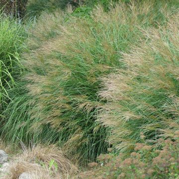 Miscanthus sinensis Poseidon