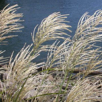 Miscanthus sinensis Roland