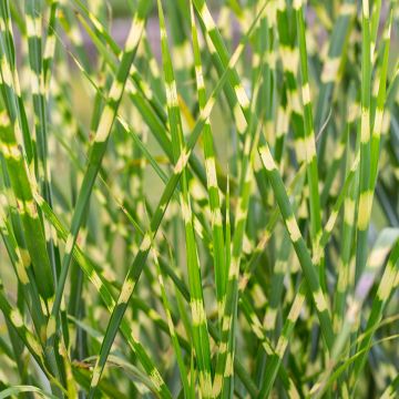 Miscanthus sinensis Giraffe