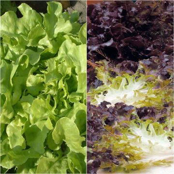 Lattuga a foglie di quercia Eluarde et Panisse