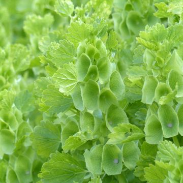 Moluccella laevis Bells of Ireland