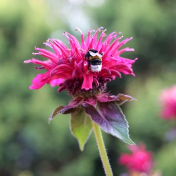 Monarda Bee-True - Monarda