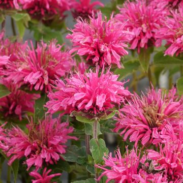 Monarda didyma Cranberry Lace - Monarda