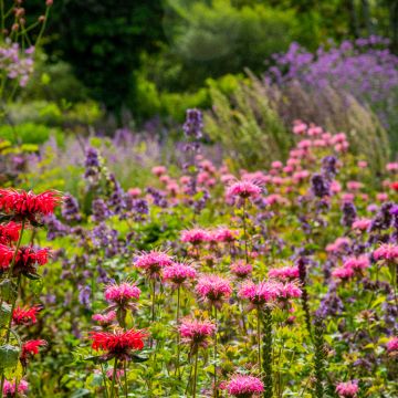 Monarda didyma Croftway Pink - Monarda