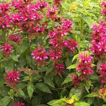 Monarda didyma Dancing Bird