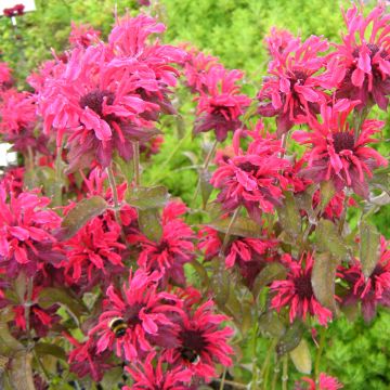 Monarda x fistulosa Feuerschopf - Monarda