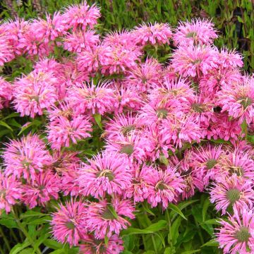 Monarda didyma Pardon My Pink - Monarda