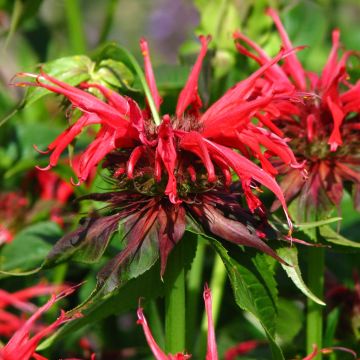 Monarda Squaw