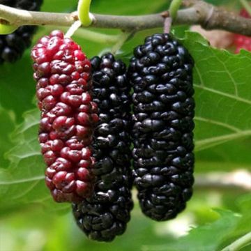 Morus Everbearing - Gelso