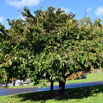 Morus kagayamae - Gelso di Kagayama