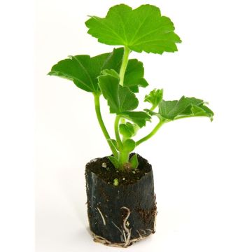 Motta Fertiss di Ferti venduta singolarmente