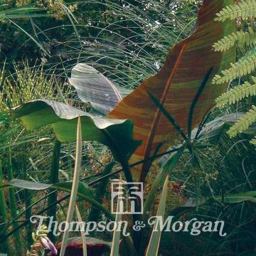 Musa sikkimensis - Banano di Darjeeling