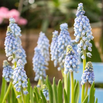 Muscari armeniacum Manon