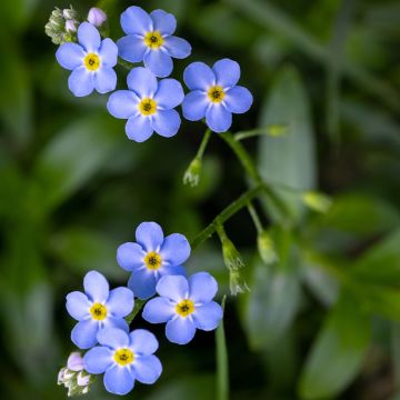 Myosotis scorpioides - Nontiscordardimè delle paludi
