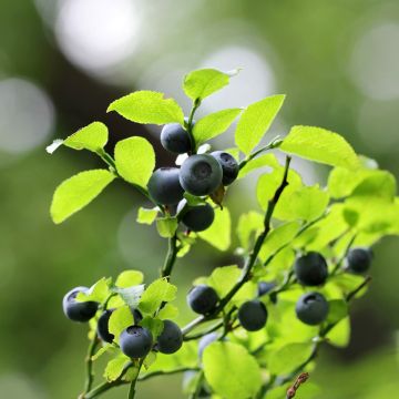 Vaccinium myrtillus - Mirtillo nero