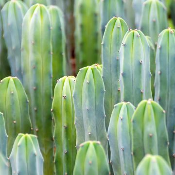 Myrtillocactus geometrizans