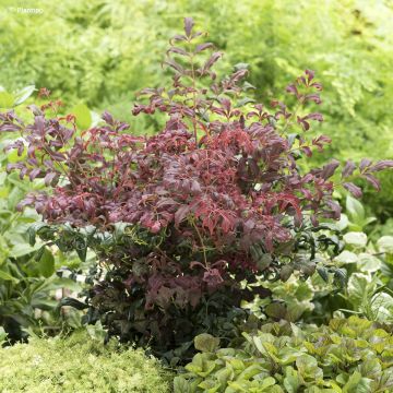 Nandina domestica Curly Obsessed
