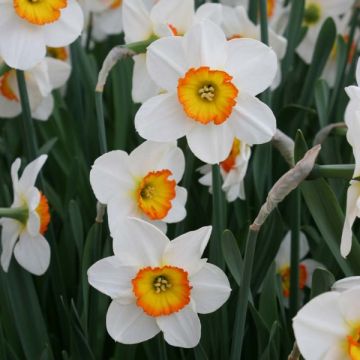 Narciso coronato Flower Record