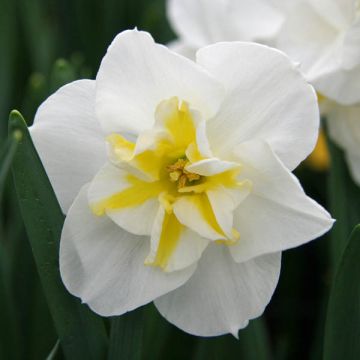 Narciso grande-coronato Lemon Beauty