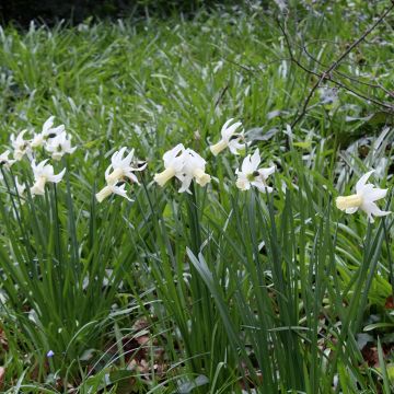 Narcissus triandrus Lemon Drops