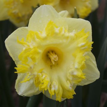 Narciso coronato Snowtip