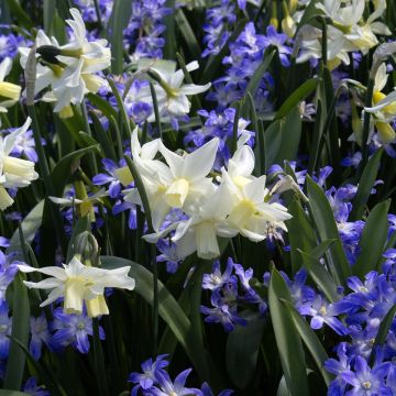 Narciso cyclamineus Toto