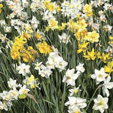 Narcissus - Narciso