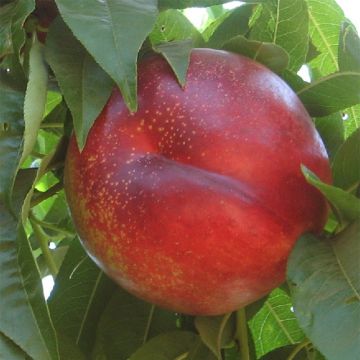 Nettarina Flavor Gold