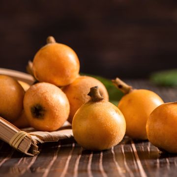 Eriobotrya japonica Argelino - Nespolo del Giappone