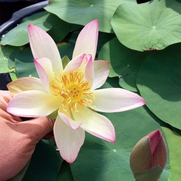 Nelumbo Guifei Zuijiu - Fior di loto