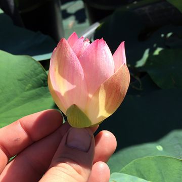 Nelumbo Princess Abby of Ten-Mile Creek - Fior di loto