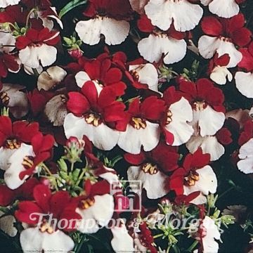 Nemesia Mello Red & White