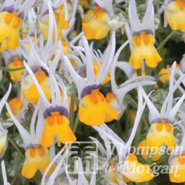 Nemesia cheiranthus Shooting Stars
