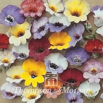 Nemesia Compacta Tapestry