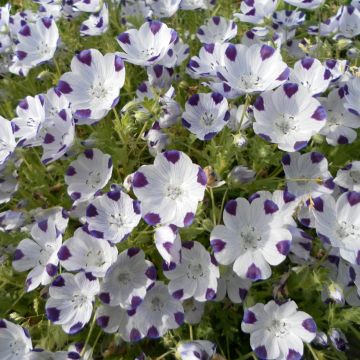 Nemophila maculata Spotty